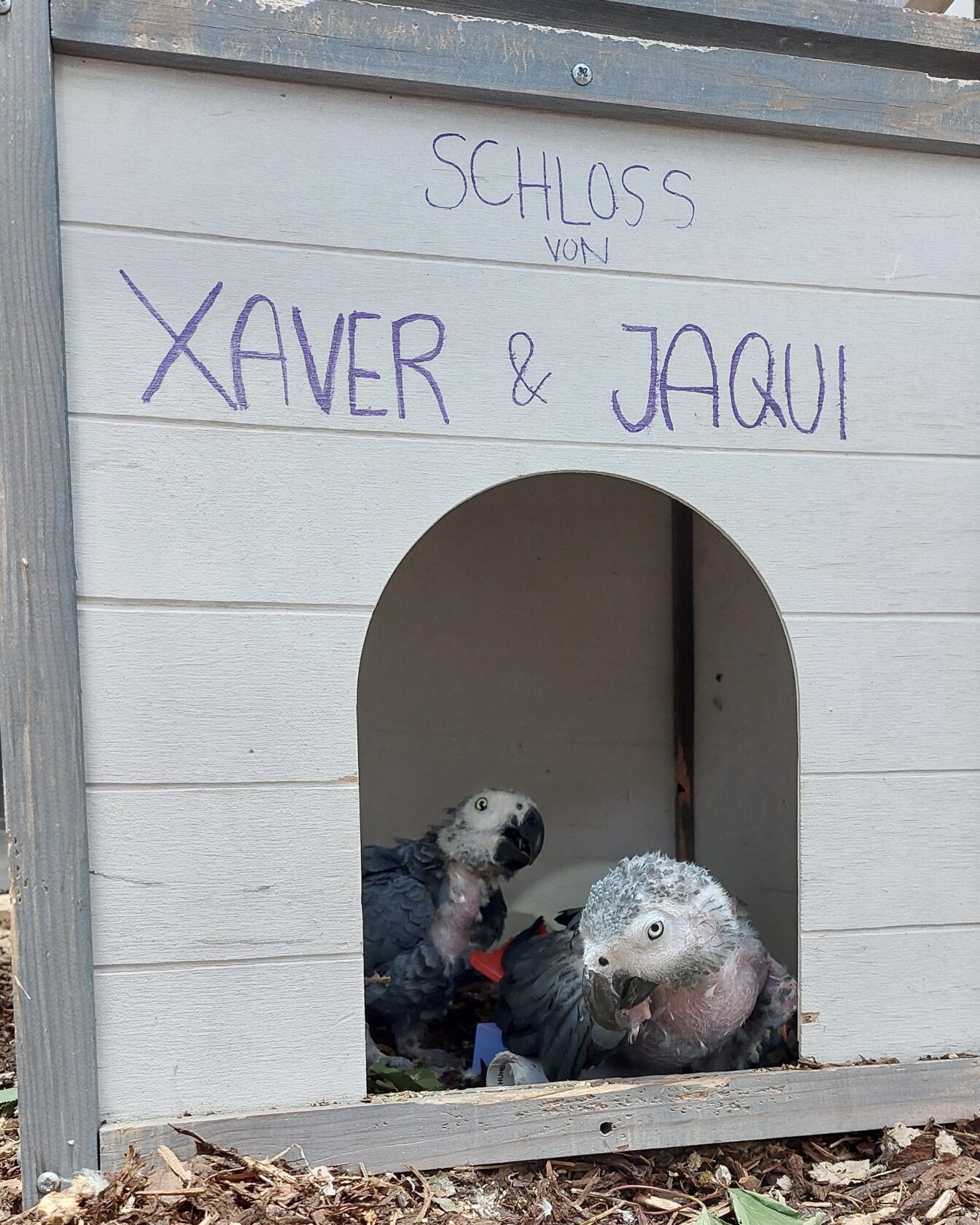 Zwei Papageien der ARGE Papageienschutz in Wien in einem Häuschen.
