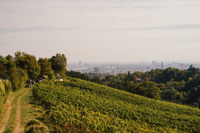 Weinberge, Nussberg / Vineyards, Nussberg, 1190 Wien