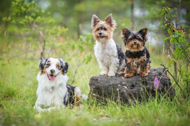 drei Hunde im Park
