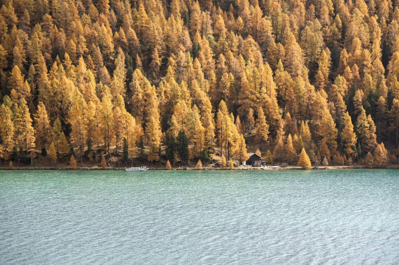Engadin in der Schweiz im Herbst, Bild von einem Wald mit gelben Blättern