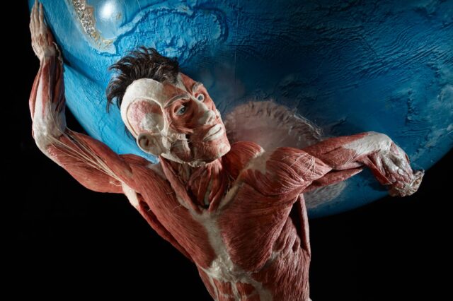 Exponat der Ausstellung Körperwelten