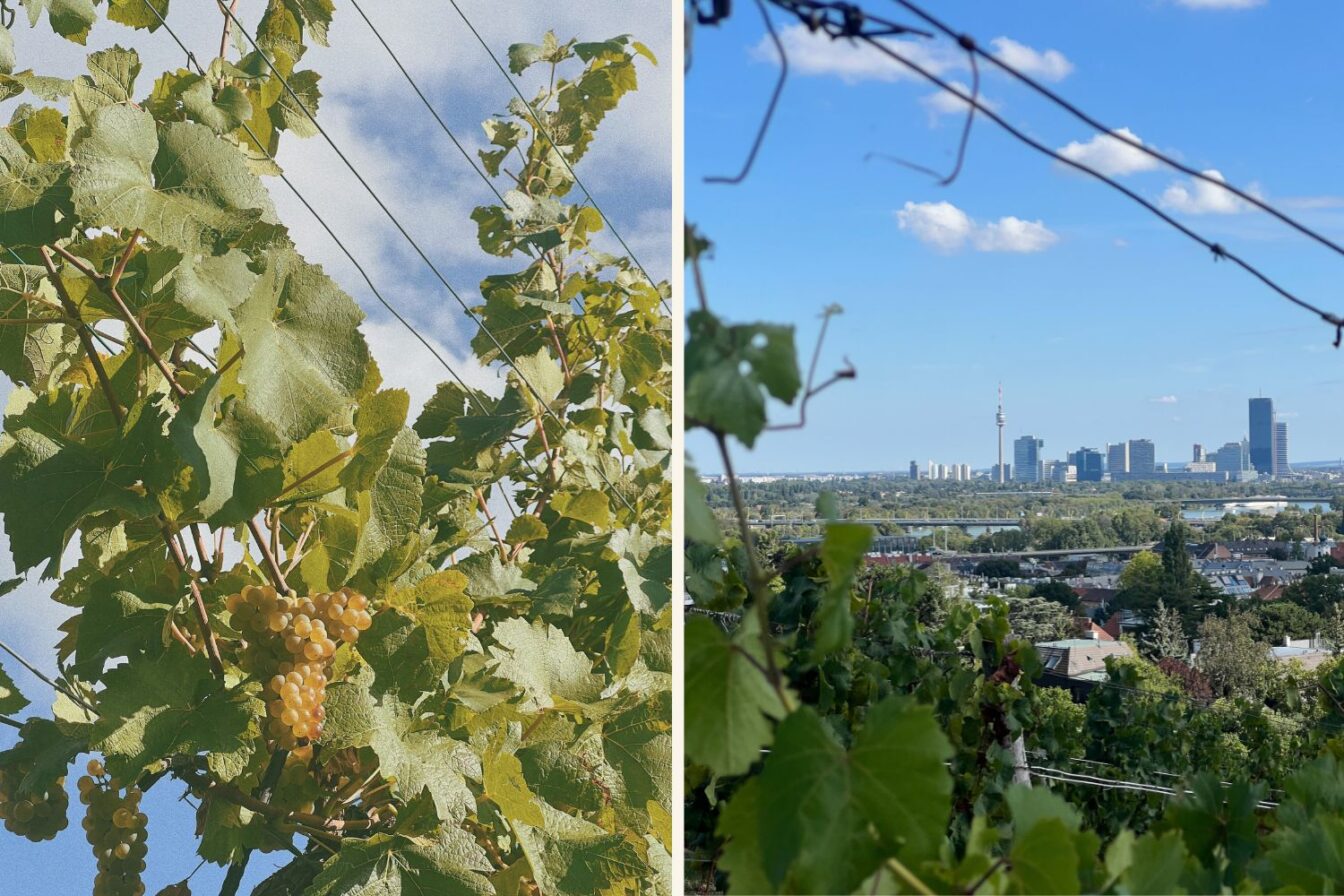 Weinwandern Wien