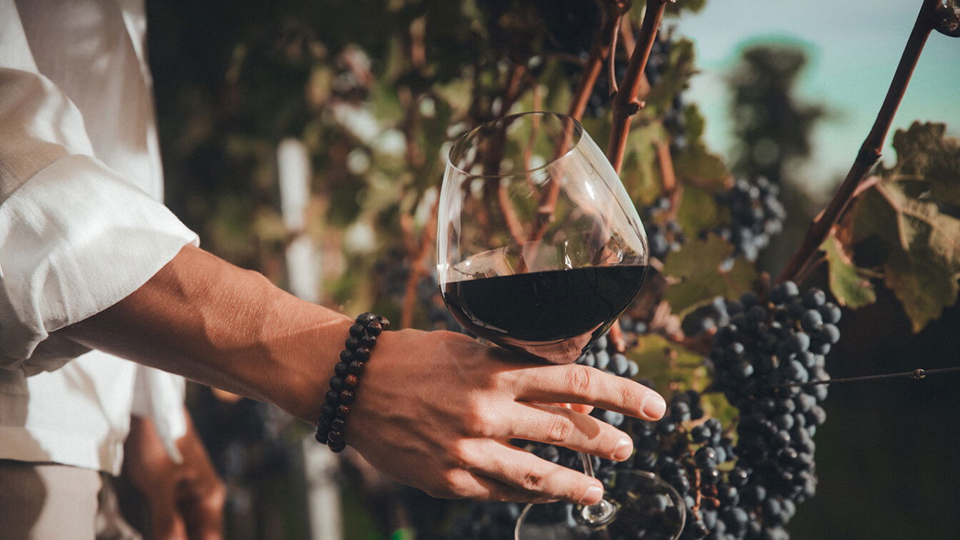 (c) Andau.com Eine Person hält ein Glas roten Weins in der Hand, während sie zwischen reifen Weintraubenreben im Sonnenlicht steht – herbstliche Weinlese-Atmosphäre in Andau.