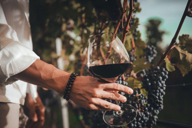 Eine Person hält ein Glas roten Weins in der Hand, während sie zwischen reifen Weintraubenreben im Sonnenlicht steht – herbstliche Weinlese-Atmosphäre in Andau.