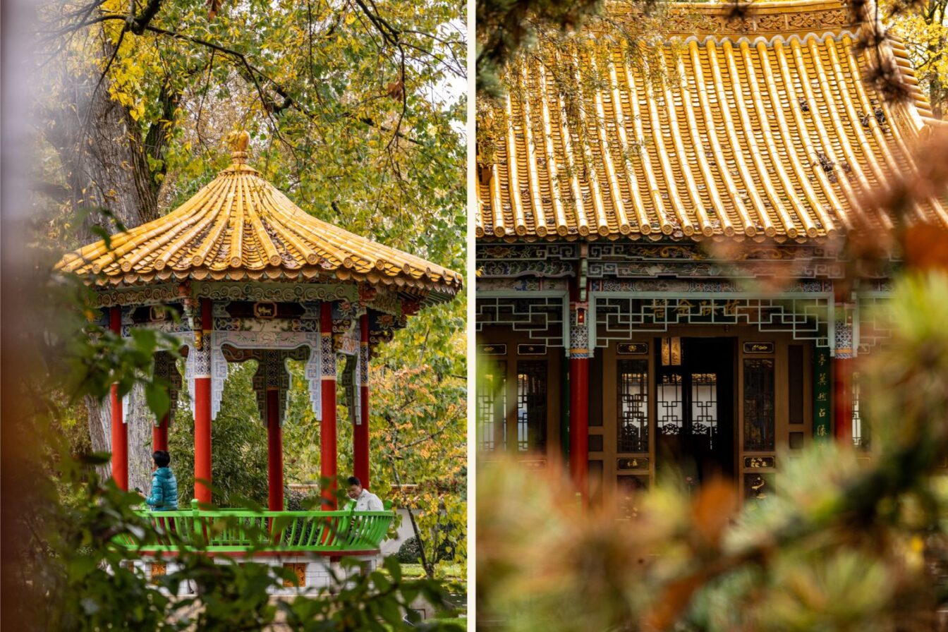 Gratis in Zürich: Chinesischer Garten Zürich mit reich verziertem Pavillon und goldgelbem Dach, umgeben von herbstlich bunten Bäumen