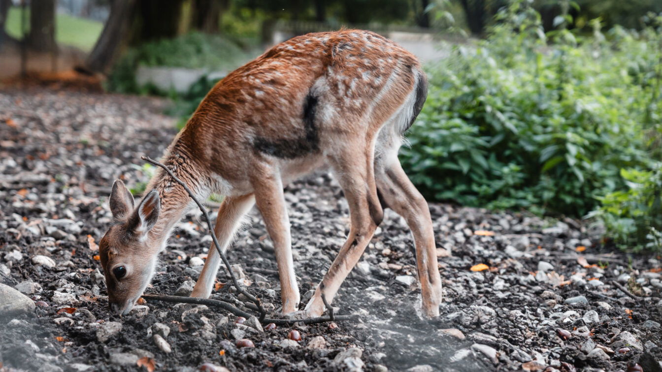 Ein Rehkitz im herbstlichen Ambiente des Hirschgarten München.