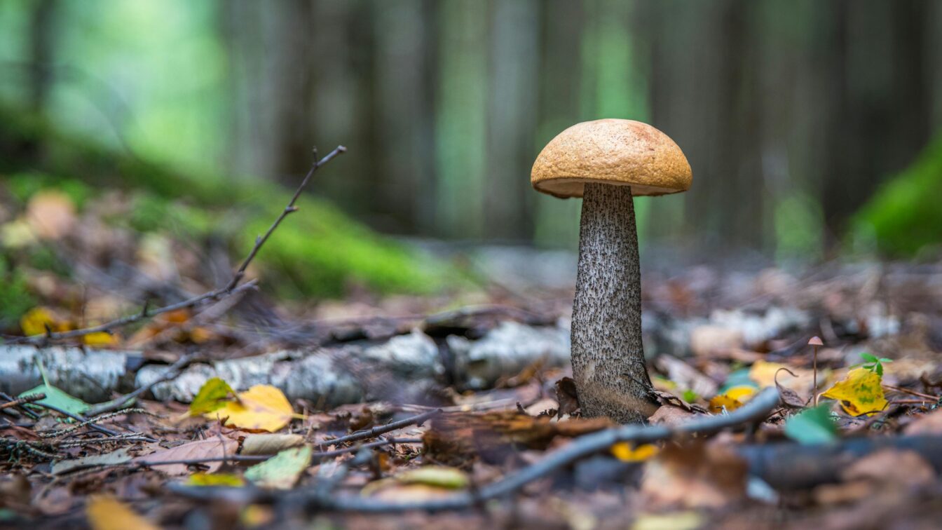 Wiener Pilzfestspiele: ein Pilz im Wald