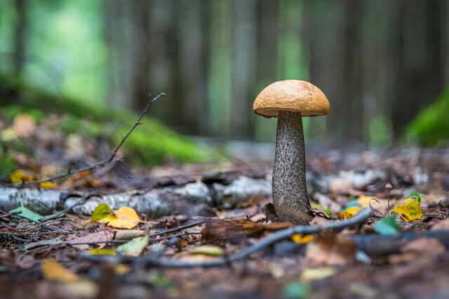 Wiener Pilzfestspiele: ein Pilz im Wald