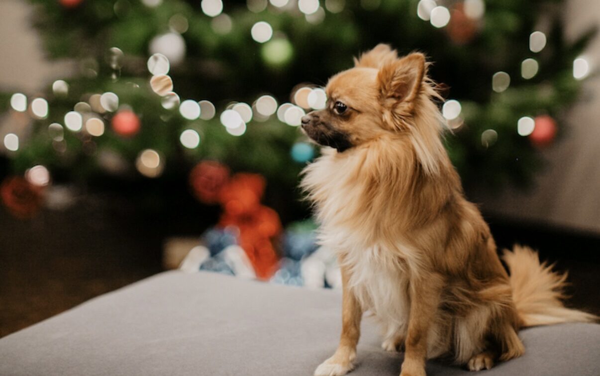 Dog Sparkle im 25 Hours Hotel 2025