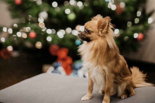 Dog Sparkle im 25 Hours Hotel 2025