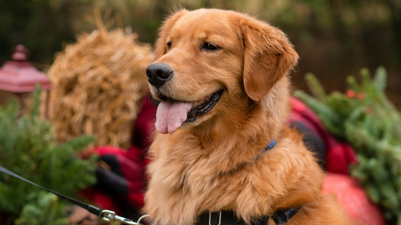 Hund, der weihnachtlich angezogen ist und vor einem Weihnachtsbaum sitzt