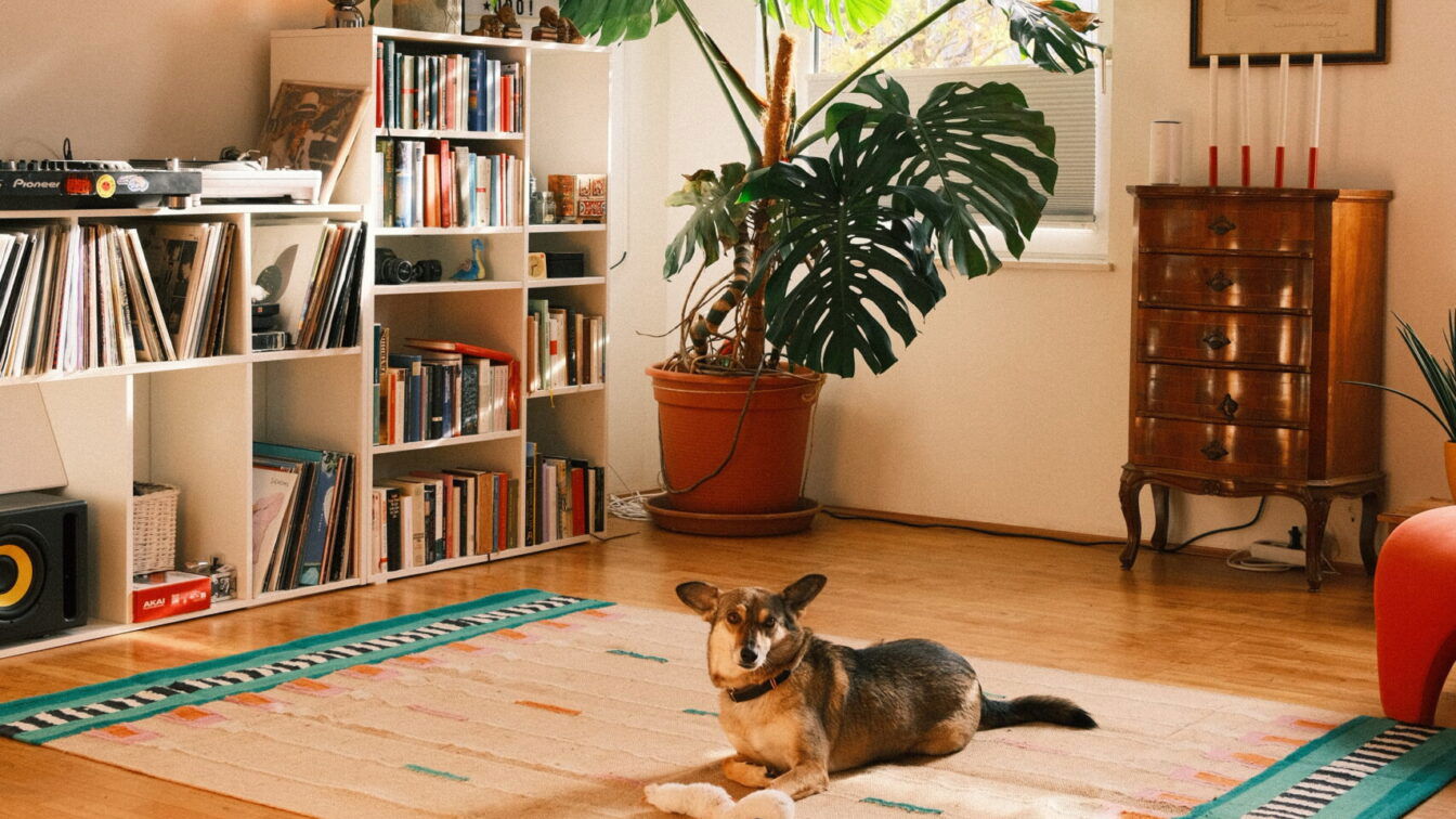 ein Hund auf einem teppich in einer hellen gemütlichen wohnung