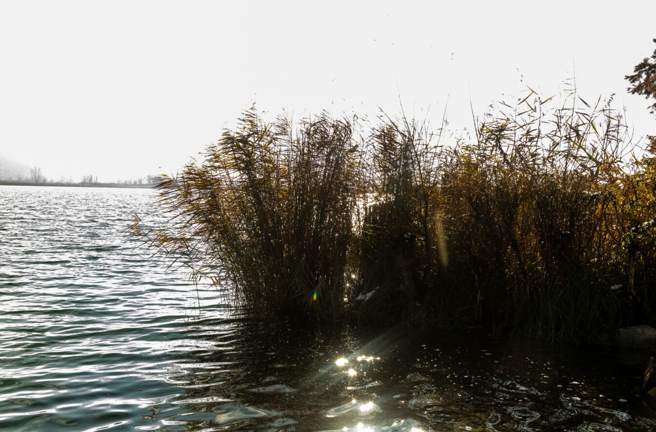 Schilfgürtel im Gegenlicht am Ufer des Kalterer Sees, Sonnenreflexe auf dem Wasser, heller Himmel im Hintergrund.