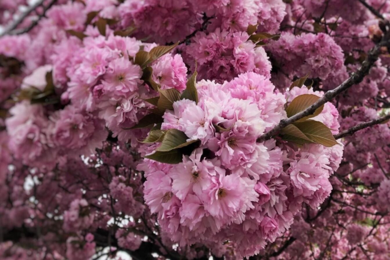 Kirschblüten in München