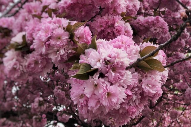 Kirschblüten in München