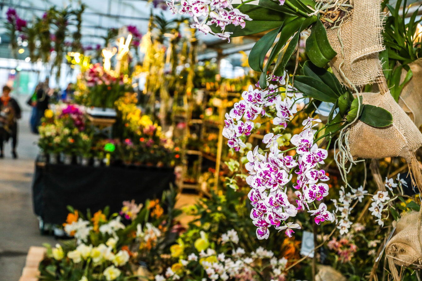 Orchideen und andere Pflanzen auf der Orchideen-Ausstellung in den Blumengärten Hirschstetten in Wien