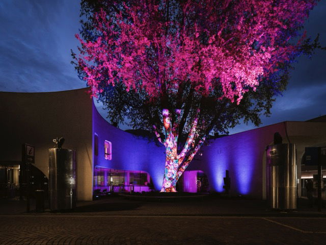 Ein Baum pink Beleuchtet.