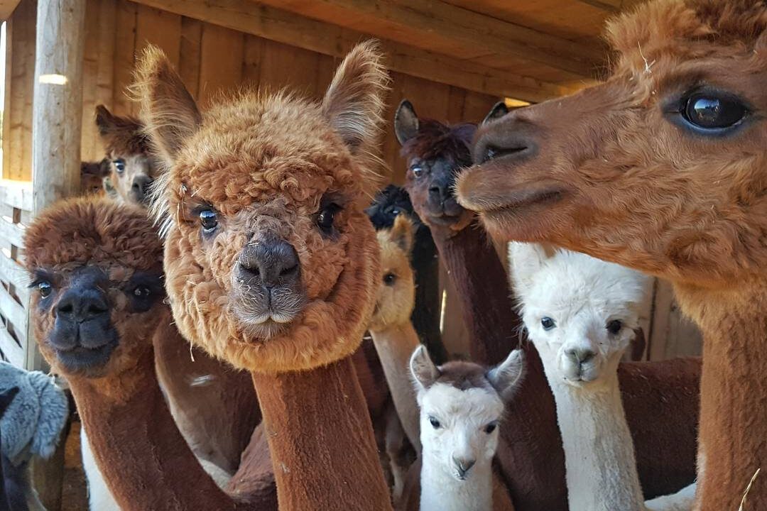 Alpaka Bauernhof Geiblinger