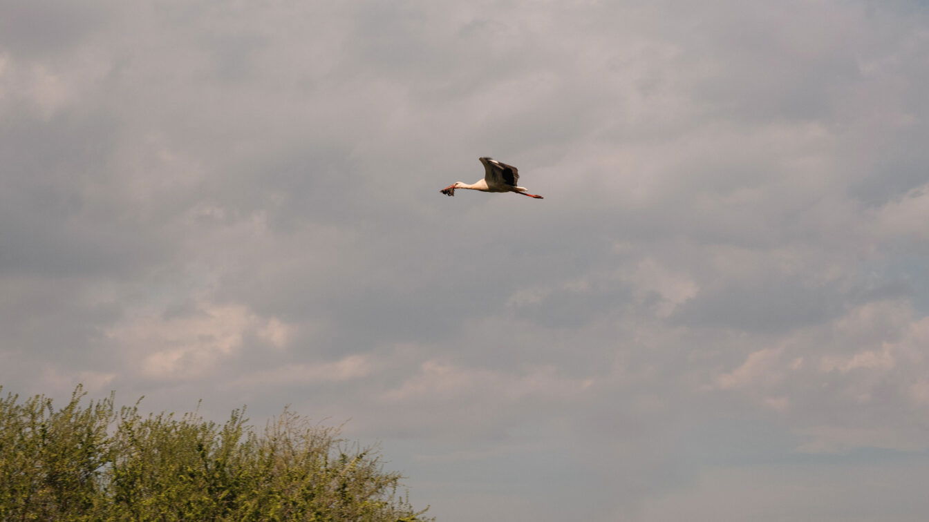 Storch in Rust im Burgenland
