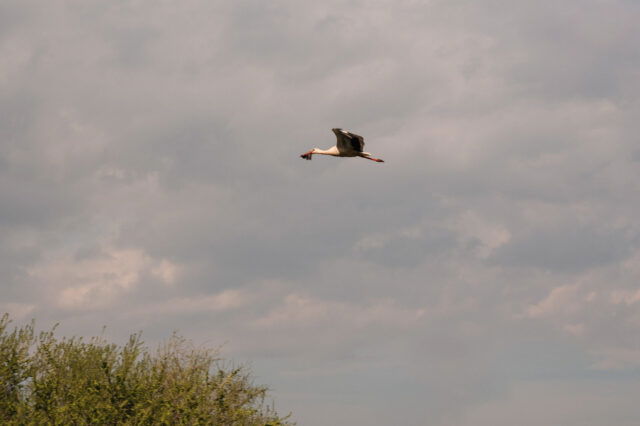 Storch in Rust im Burgenland