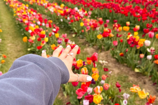 Eine Hand in Richtung Tulpenfeld ausgestreckt.