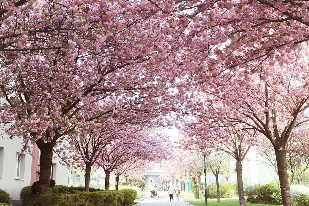 blühender kirschbaum Kirschblüte Hainburger Weg