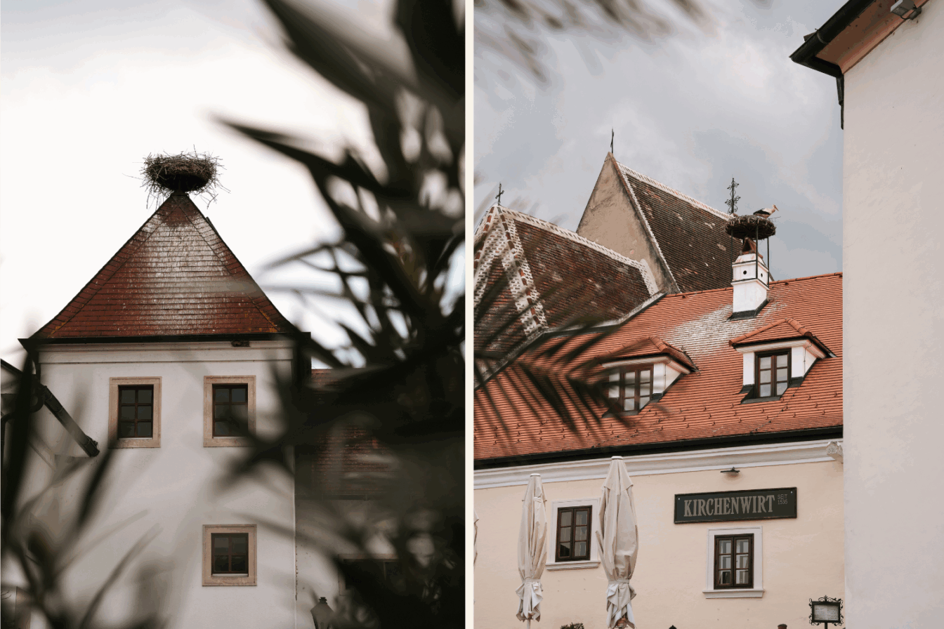 Die Störche sind zurück in Rust im Burgenland.
