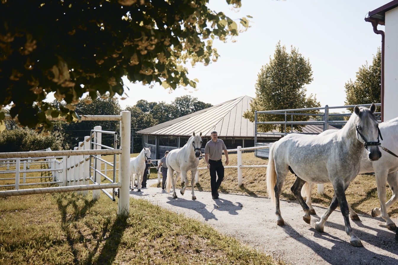 Lipizzaner am Heldenberg