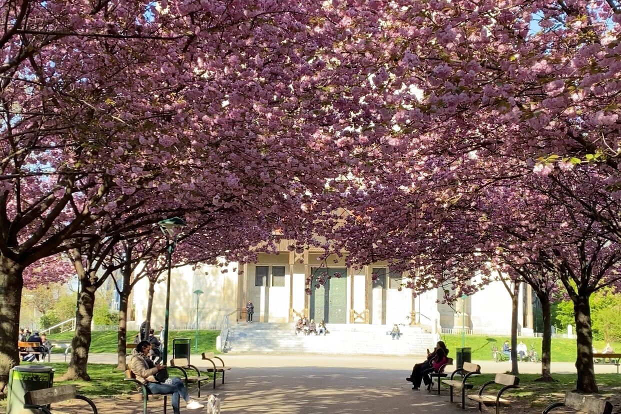 Mexikoplatz Kirschblüte