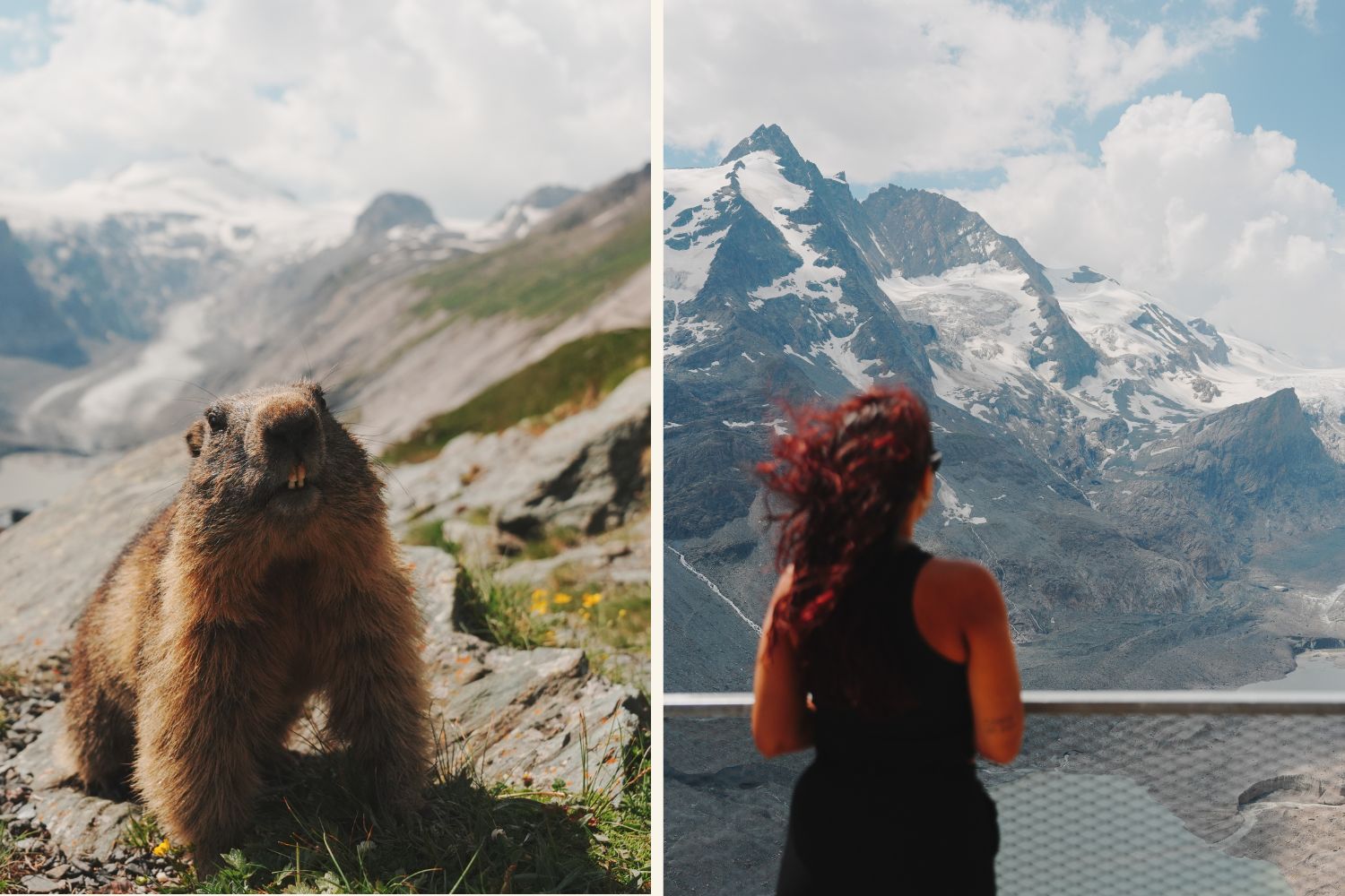 Murmeltier und Ausblick auf die Pasterze auf der Großglockner Hochalpenstraße