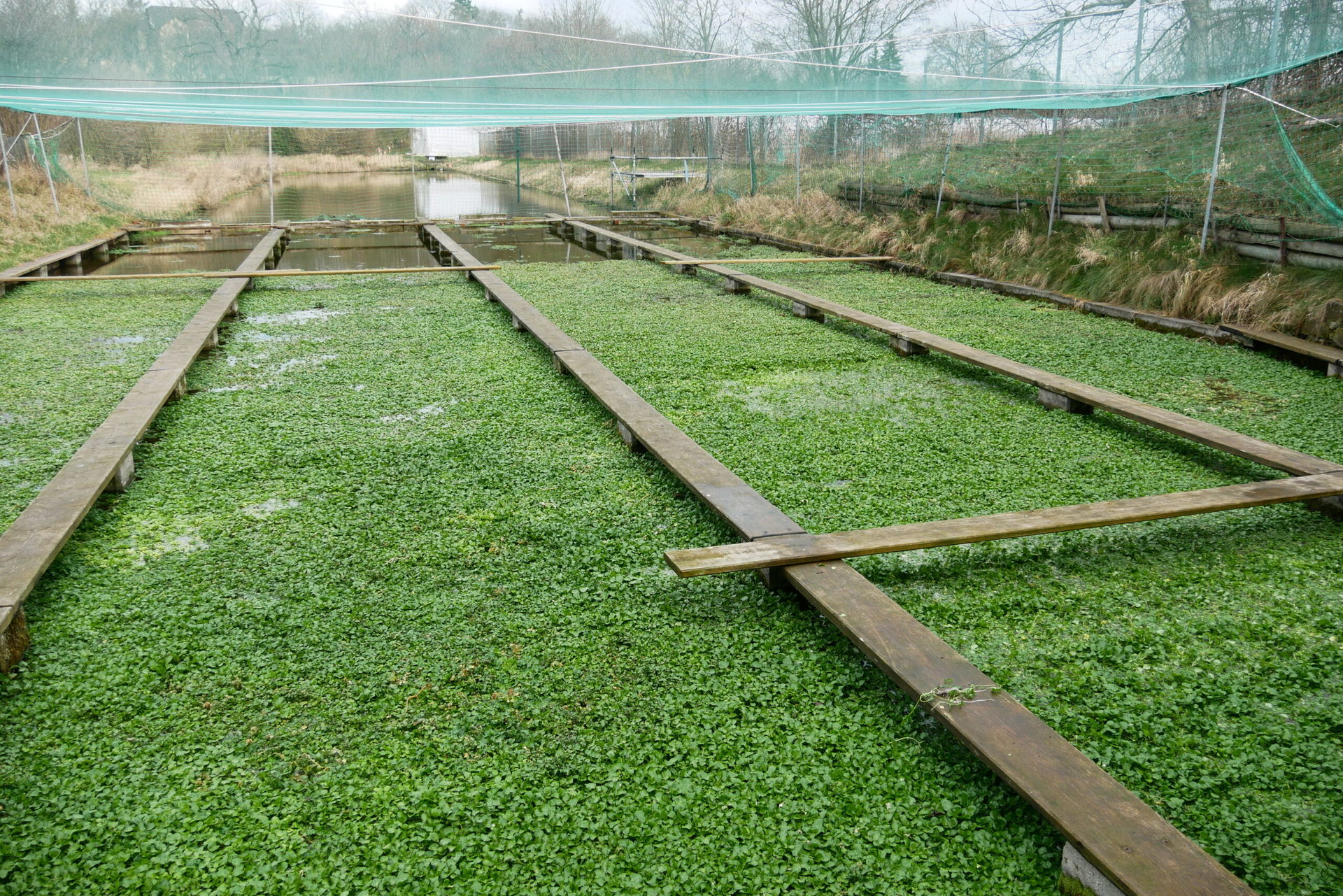 Felder mit Brunnenkresse in Thüringen