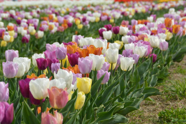 Mitten im Tulpenmeer beim Tulpenfeld Wunderlich in Stockerau (Erdbeer- und Kürbishof Wunderlich).
