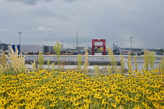 der Hafenparkt in Linz hinter gelben Blumen