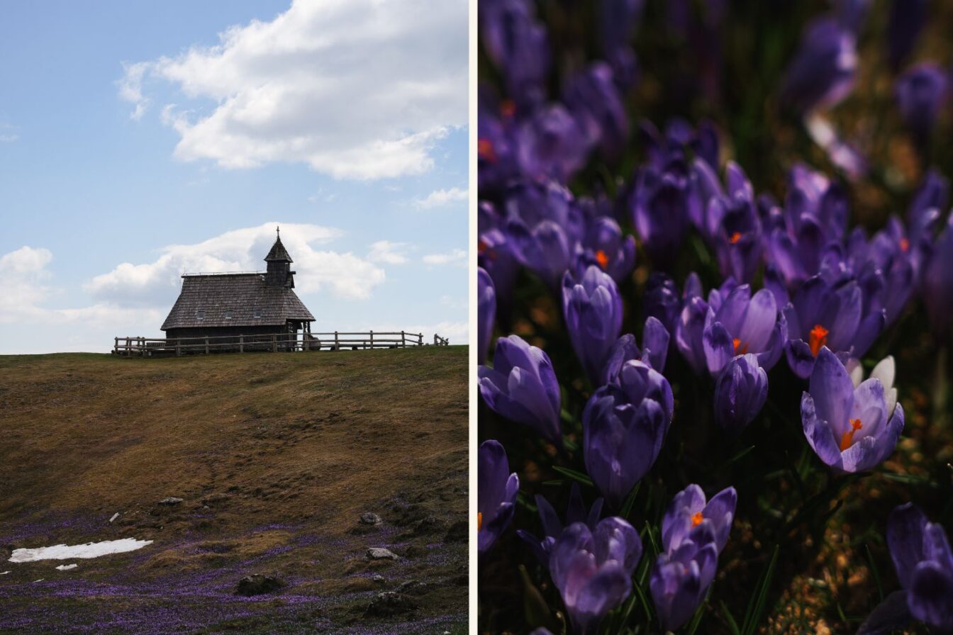 Die Hochebene Velika Planina in Slowenien im Frühjahr während der Krokus-Blüte.