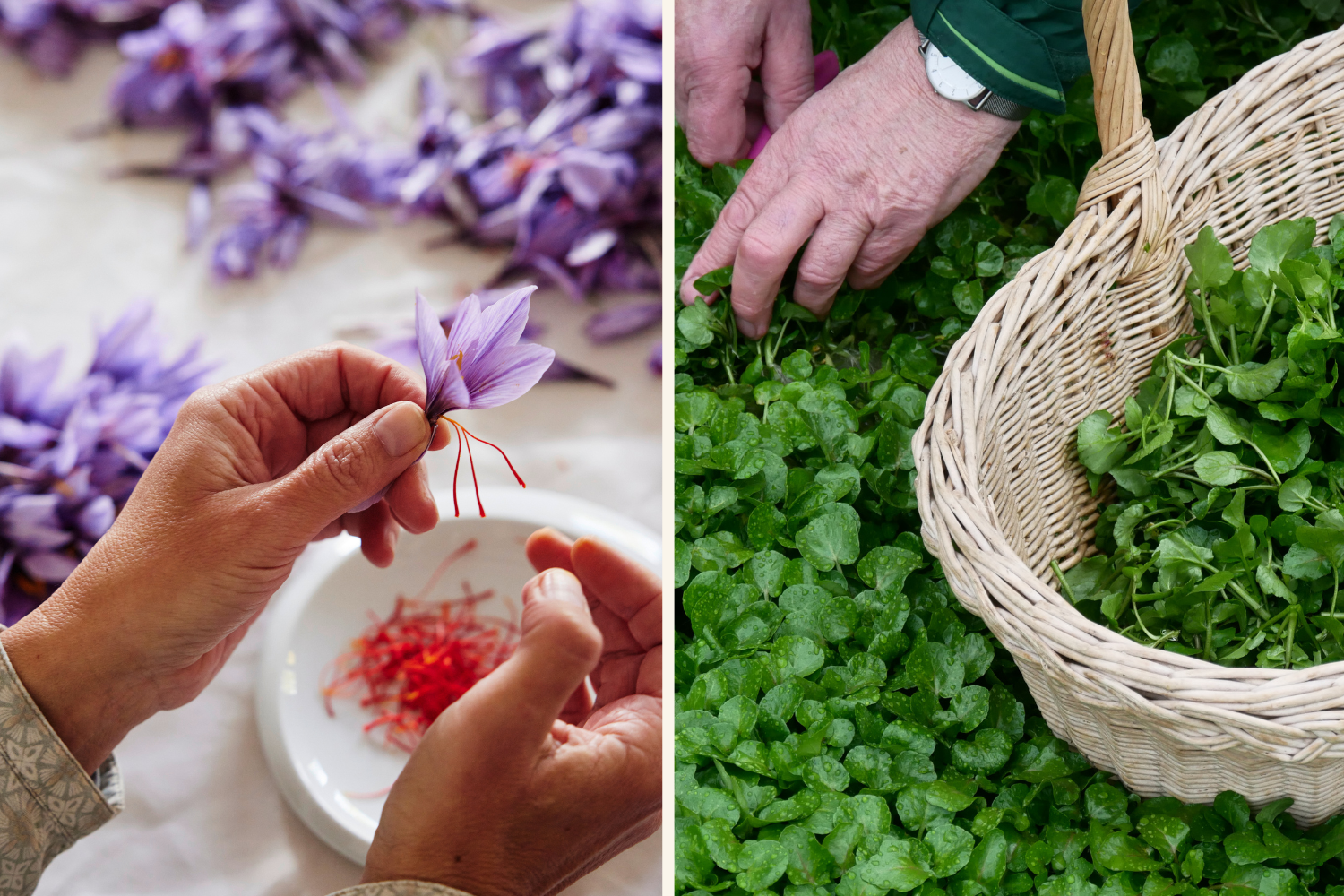 Es werden Krokusse und Blumenkresse geerntet