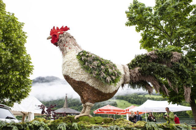Der Hahn Martin erhielt von der Jury die höchste Punkteanzahl und wurde somit zum Sieger des Narzissenfests 2024 im Ausseerland gekürt.