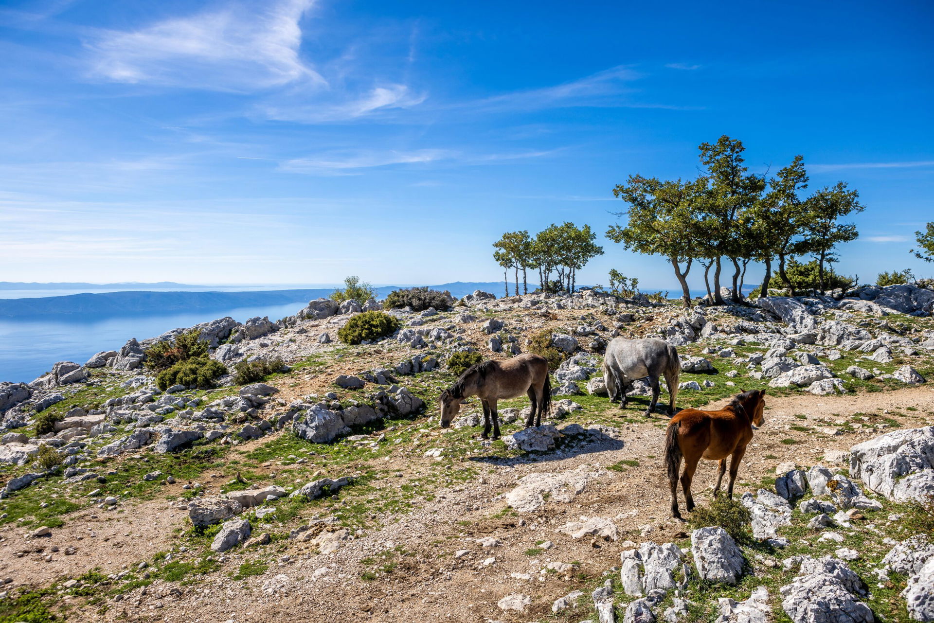 Aussicht vom Biokovo in Kroatien mit Pferden