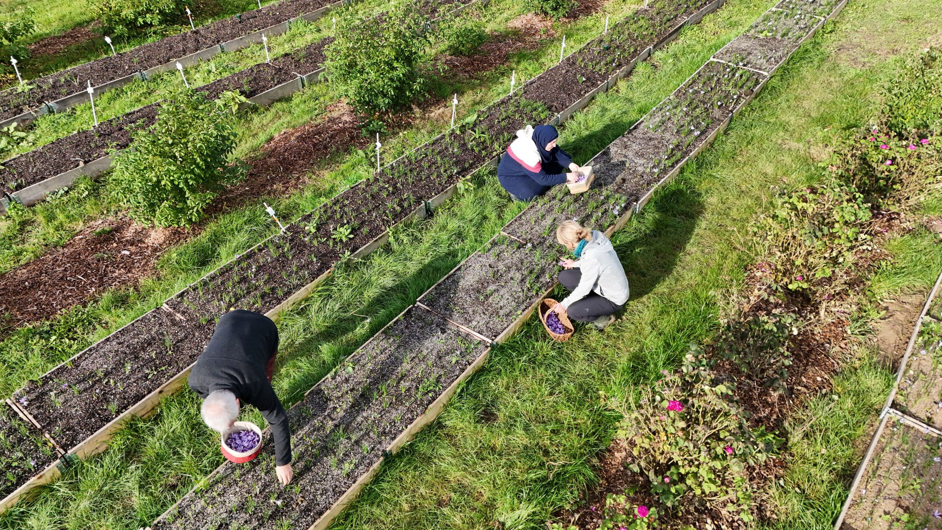 Menschen auf Krokus-Feld bei Safran-Ernte in Thüringen
