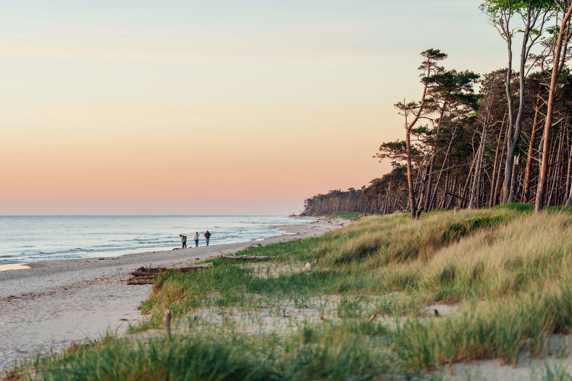 Dünen an der Ostsee, Meer, Wälder und weißer Strand in Zingst. 