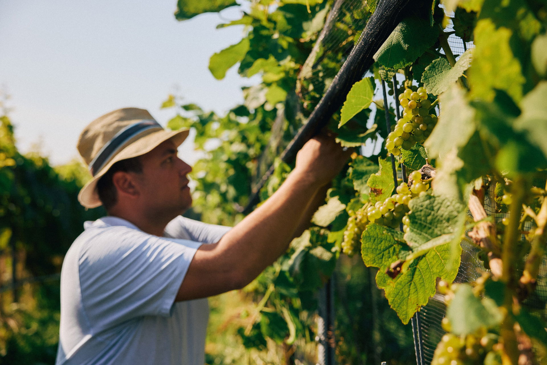 Mann schaut sich Wein im Weinberg an