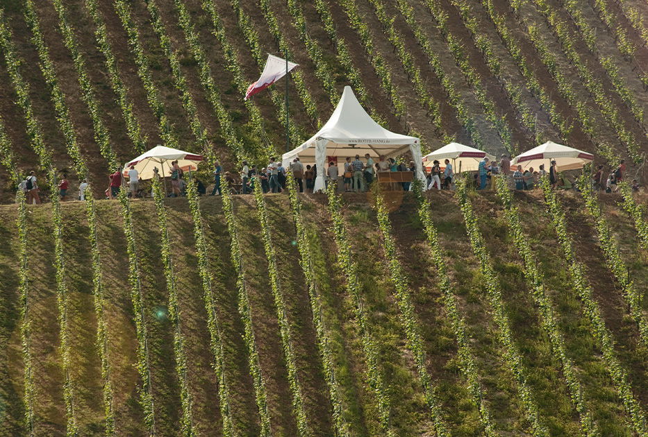 Personen verkosten Wein im Zelt zwischen Weinreben bei der Weinpräsentation am Roten Hang in Nierstein in Rheinland Pfalz