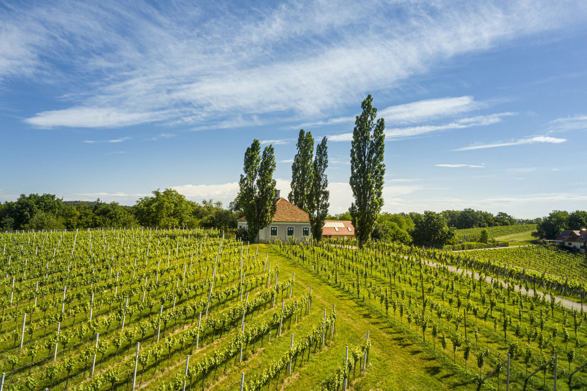 Weingarten Steiermark (c) Thermen- & Vulkanland | pixelmaker.at
