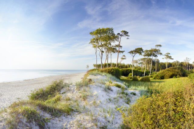Ostsee bei Zingst, man sieht Strand mit Bäumen