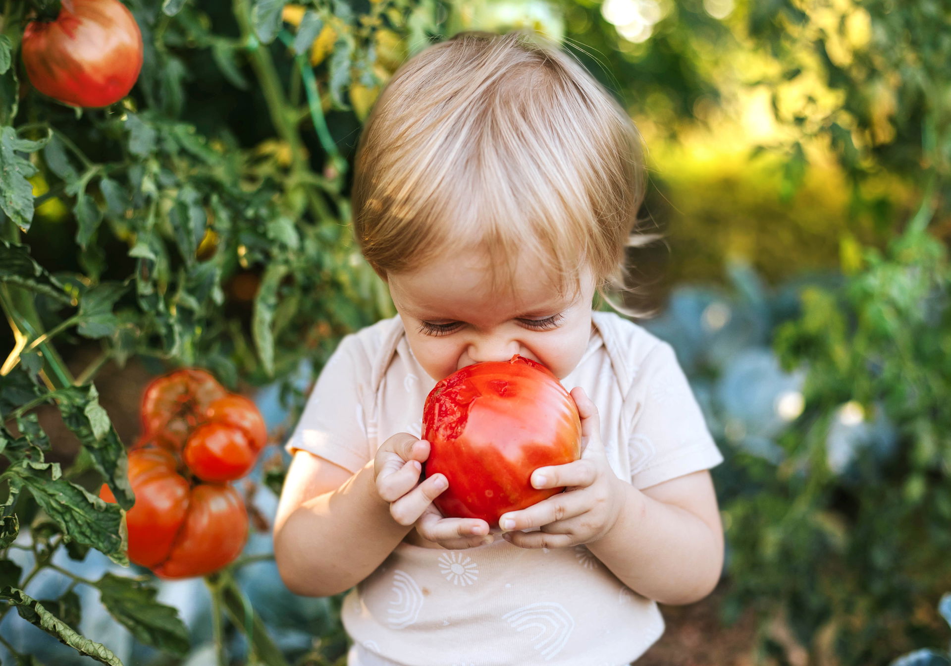 Blondes kleines Kind beißt in große rote Tomate