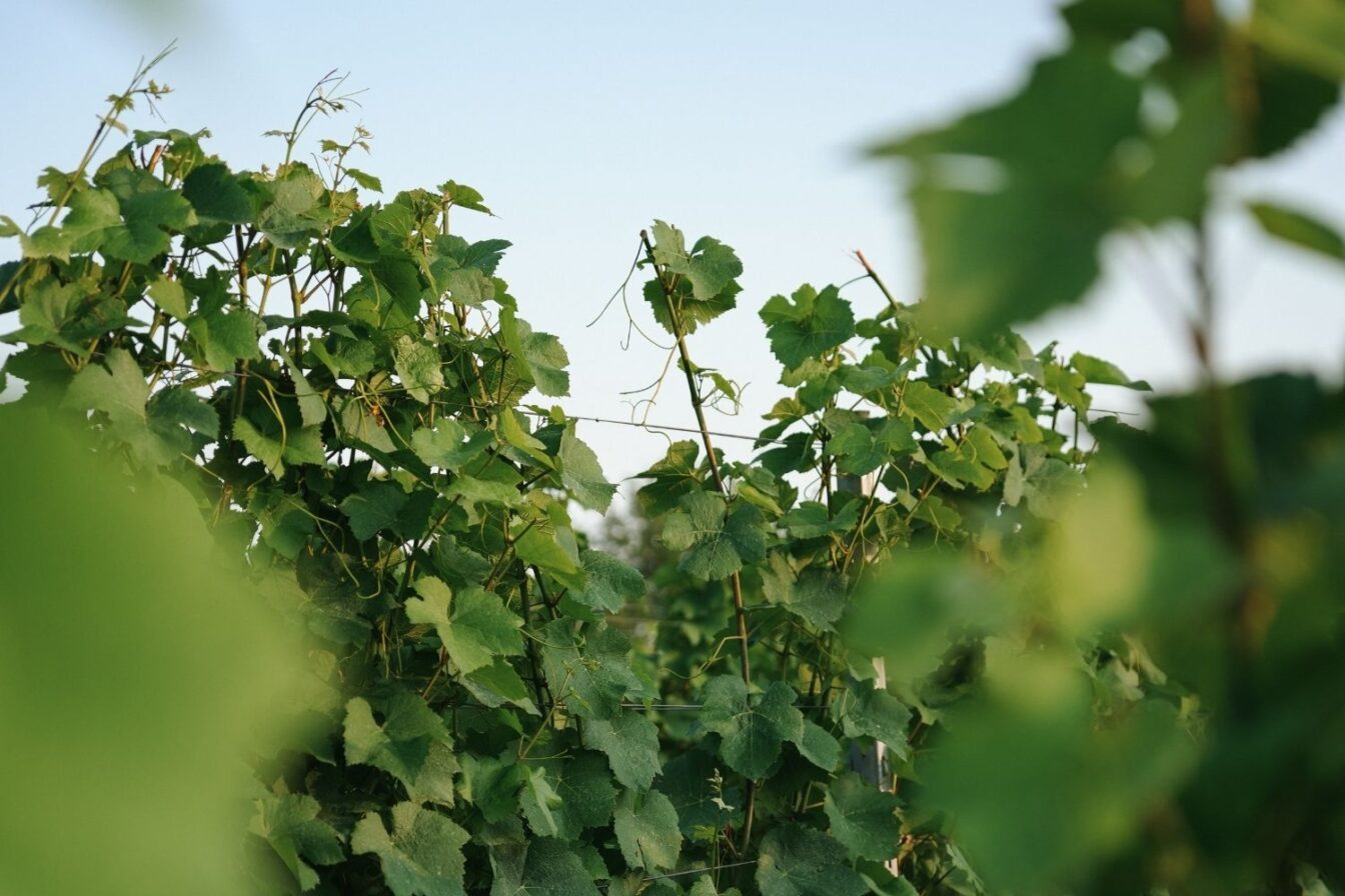 Deutschland Wein