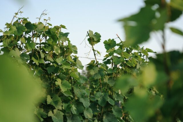 Deutschland Wein