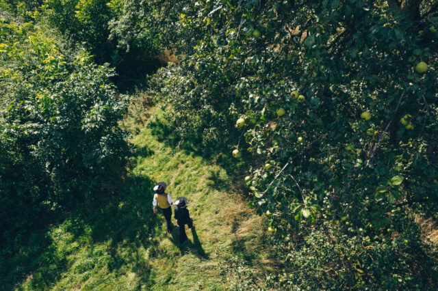 Ein sanfter Spaziergang durch die üppigen Obstplantagen, wo die reifen Birnen in der warmen Sonne leuchten, lädt dazu ein, die frische Luft und die idyllische Landschaft zu genießen. Die sanften Hügel des Mostviertels umarmen die Wanderer und schaffen eine Atmosphäre der Ruhe und des Genusses.