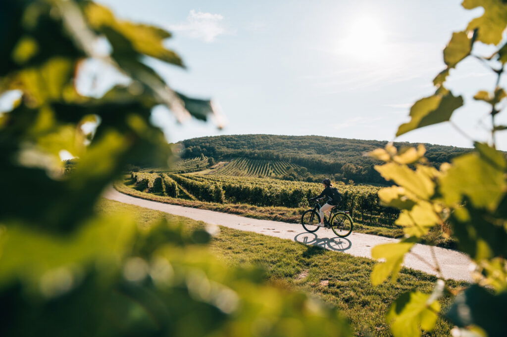 Radfahren in Mailberg in Niederösterreich