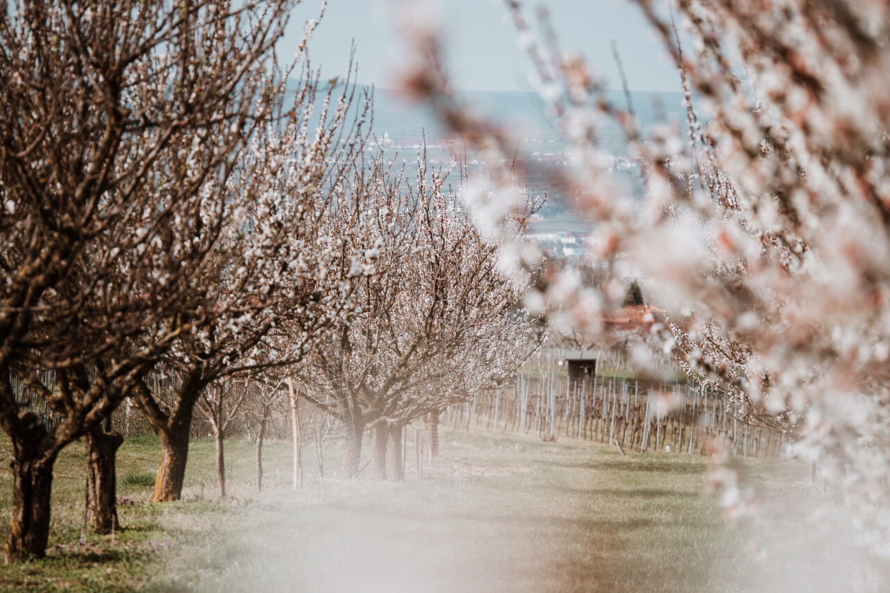 Ein idyllischer Weg führt durch eine Allee aus blühenden Marillenbäumen, deren zarte weiße Blüten den Frühling ankündigen. Die Zweige bilden einen natürlichen Rahmen für den Blick in die Ferne, wo Weinberge, Felder und kleine Gebäude die sanfte Hügellandschaft der Wachau prägen. Ein stimmungsvolles Bild voller Leichtigkeit und Naturverbundenheit.