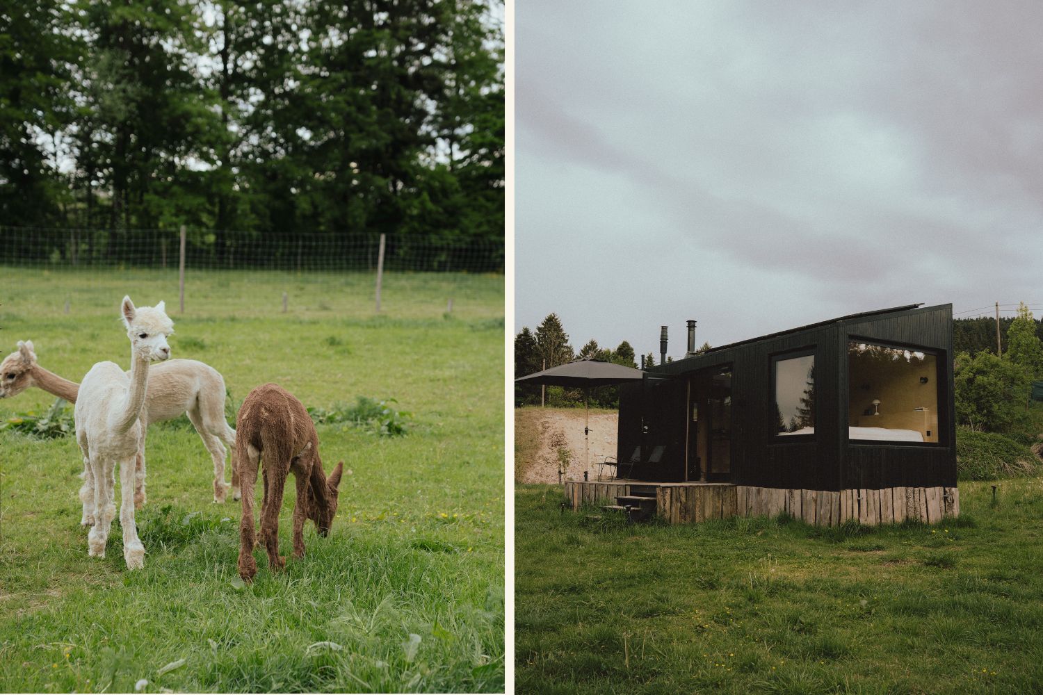 Alpakas und eine Tiny-House-Cabin in Niederösterreich